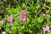 Lathyrus tuberosus