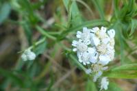 Achillea ptarmica