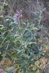 Buddleja davidii