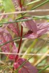 Epilobium parviflorum