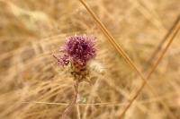 Centaurea jacea grp.