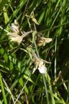 Epipactis palustris