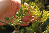 Pastinaca sativa