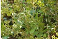 Pastinaca sativa