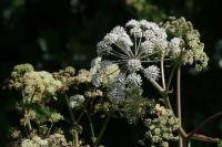 Angelica sylvestris