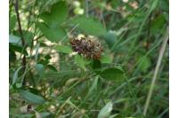 Trifolium medium subsp. medium