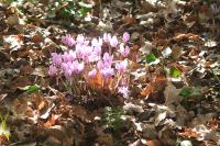 Cyclamen hederifolium