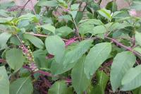 Phytolacca americana