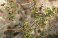Aethusa cynapium