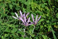 Colchicum autumnale