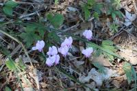 Cyclamen hederifolium