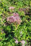 Eupatorium cannabinum