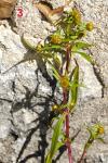 Bidens cernua
