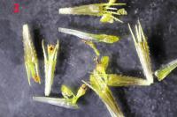Bidens cernua