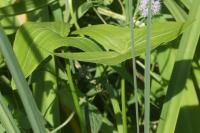 Sagittaria sagittifolia