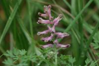 Fumaria officinalis