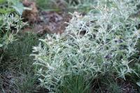 Gnaphalium uliginosum