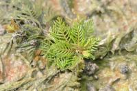Myriophyllum verticillatum