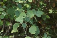 Populus tremula
