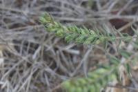 Odontites vernus