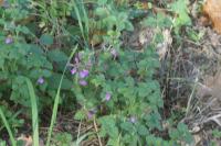 Clinopodium vulgare