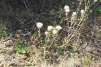 Carlina vulgaris