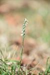 Spiranthes spiralis