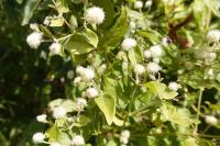 Clematis vitalba