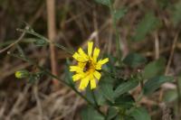 Hieracium virgultorum