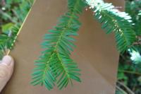 Taxus baccata