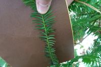 Taxus baccata