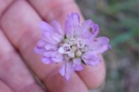 Knautia arvensis