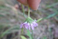 Knautia arvensis