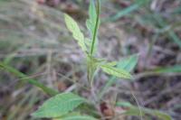 Knautia arvensis