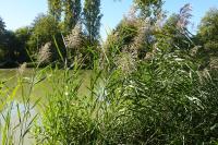 Phragmites australis