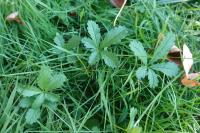 Potentilla reptans