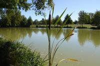 Typha latifolia