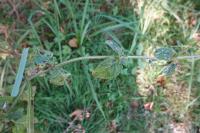 Scrophularia auriculata