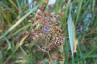 Scrophularia auriculata