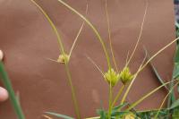 Carex bohemica