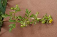 Potentilla supina