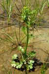 Ranunculus sceleratus