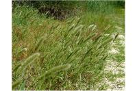 Polypogon monspeliensis