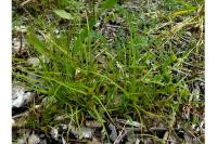 Carex bohemica