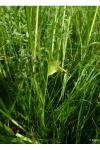 Carex bohemica