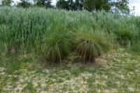 Carex elata