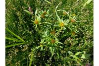 Bidens radiata
