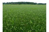 Alisma plantago-aquatica