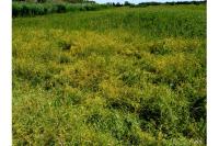 Cuscuta campestris