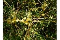 Cuscuta campestris